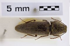 Foto (Dorsalansicht) von Melanotus sedlaceki (NHMW-ZOO-COL-0007725)